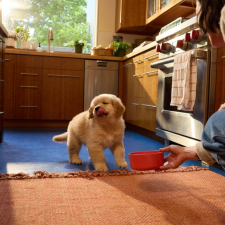 Puppy Daily Routine and Behavior Training Plan