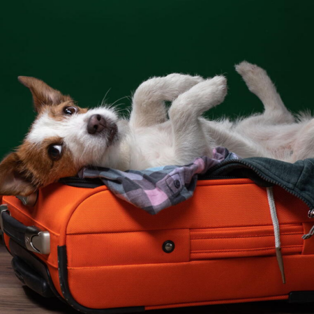 Pet Travel and New Environment Adaptation Guide
