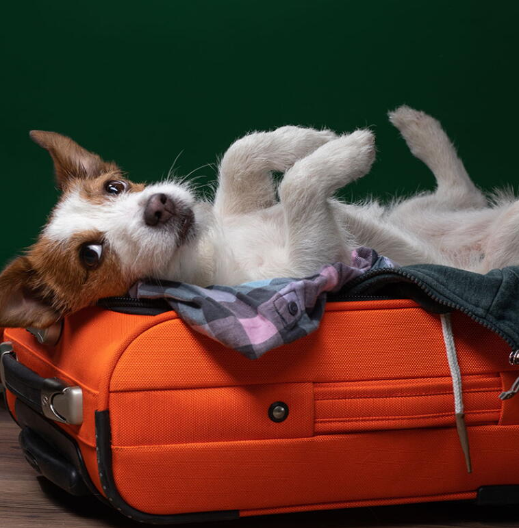 Pet Travel and New Environment Adaptation Guide