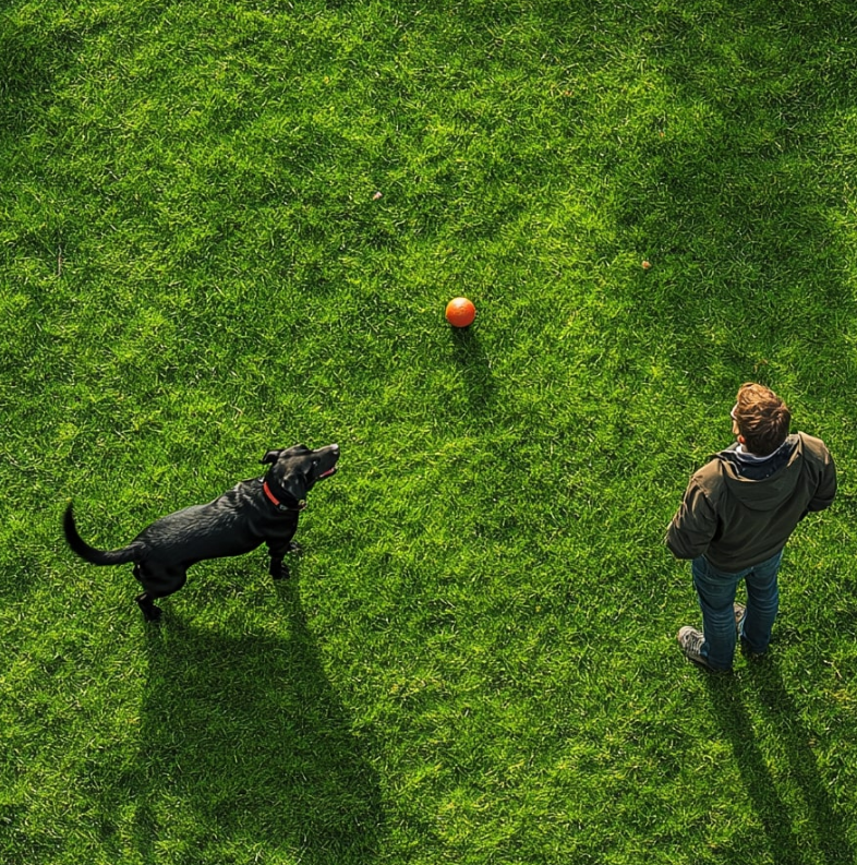 Dog Recall Response Enhancement Training Plan