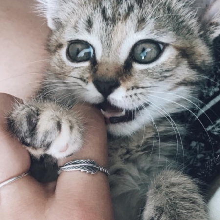 Kitten Socialization and Gentle Interaction Training Plan