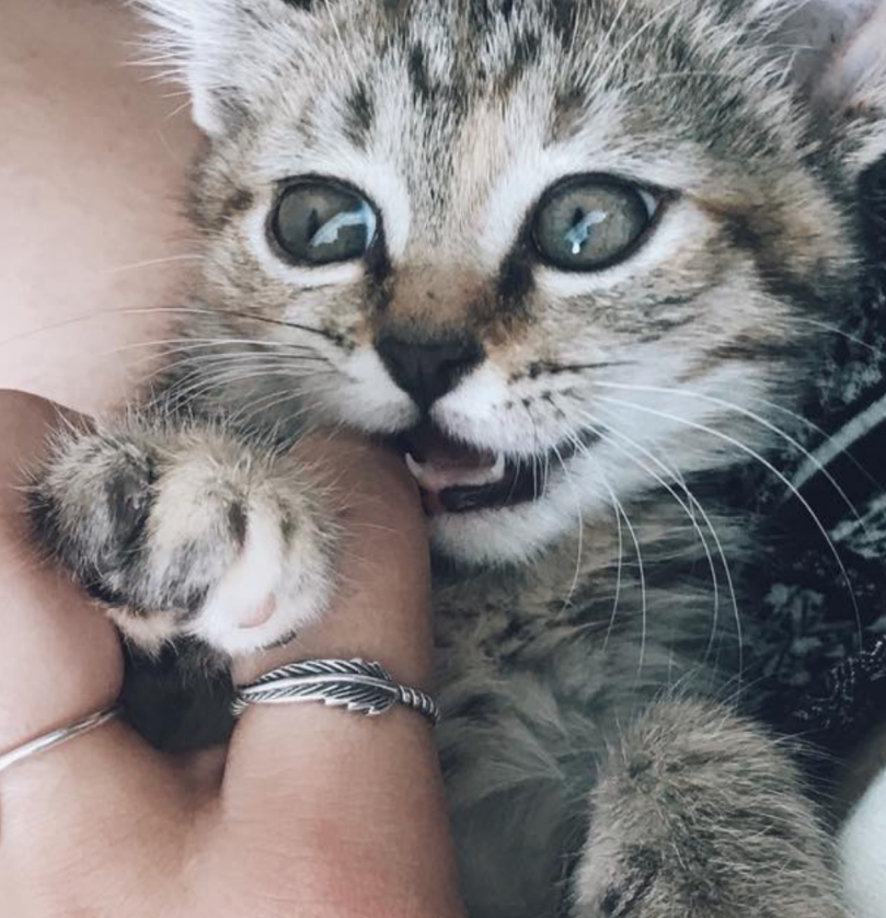 Kitten Socialization and Gentle Interaction Training Plan