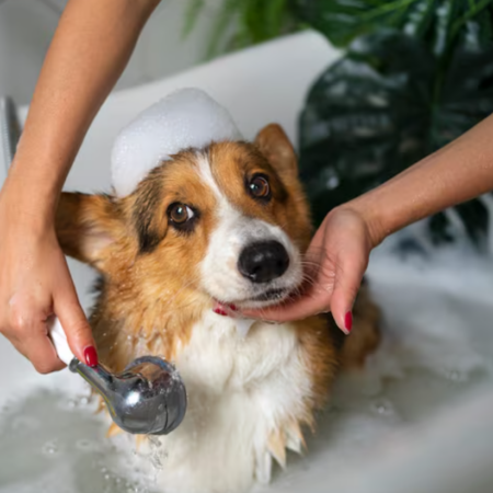 Pet Grooming Desensitization and Cooperation Improvement Plan