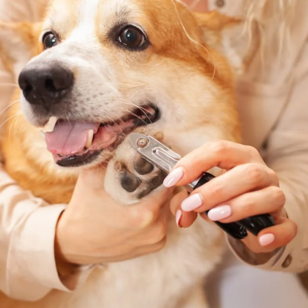 Pet Nail Trimming and Touch Desensitization Training Plan