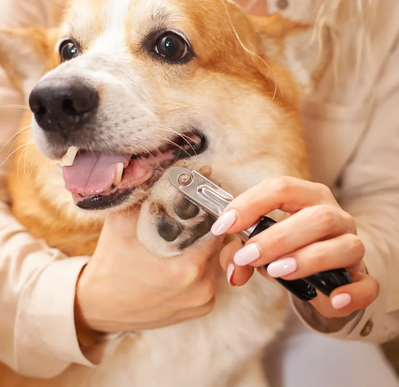 Pet Nail Trimming and Touch Desensitization Training Plan