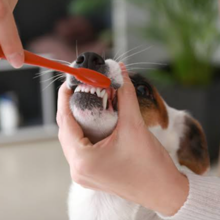 Pet Toothbrushing and Oral Care Habit Building Guide