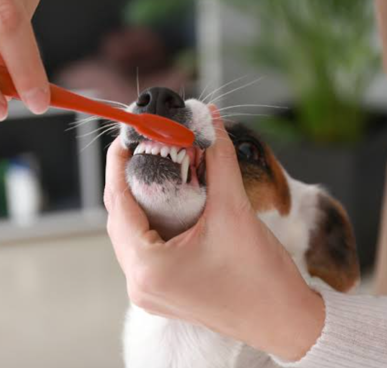 Pet Toothbrushing and Oral Care Habit Building Guide