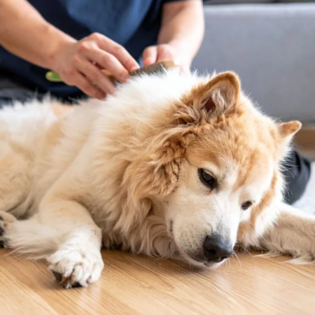 Pet Ear and Eye Care Adaptation Training Plan