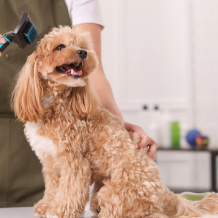 Pet Brushing and Coat Care Habit Development Plan