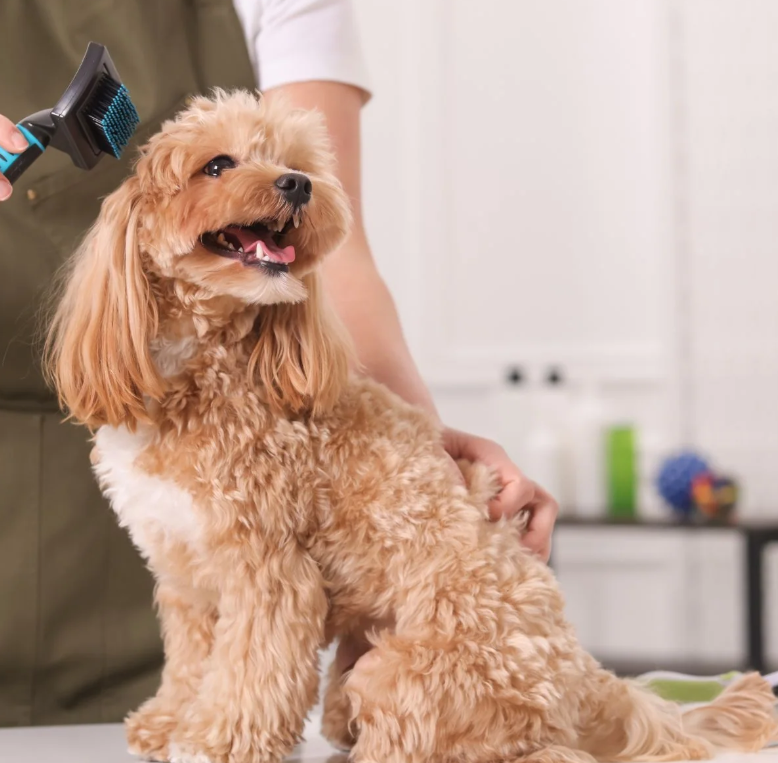 Pet Brushing and Coat Care Habit Development Plan