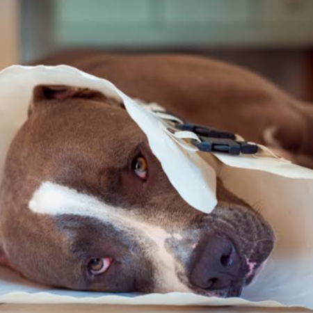 Pet Recovery Collar and Wearable Adaptation Plan