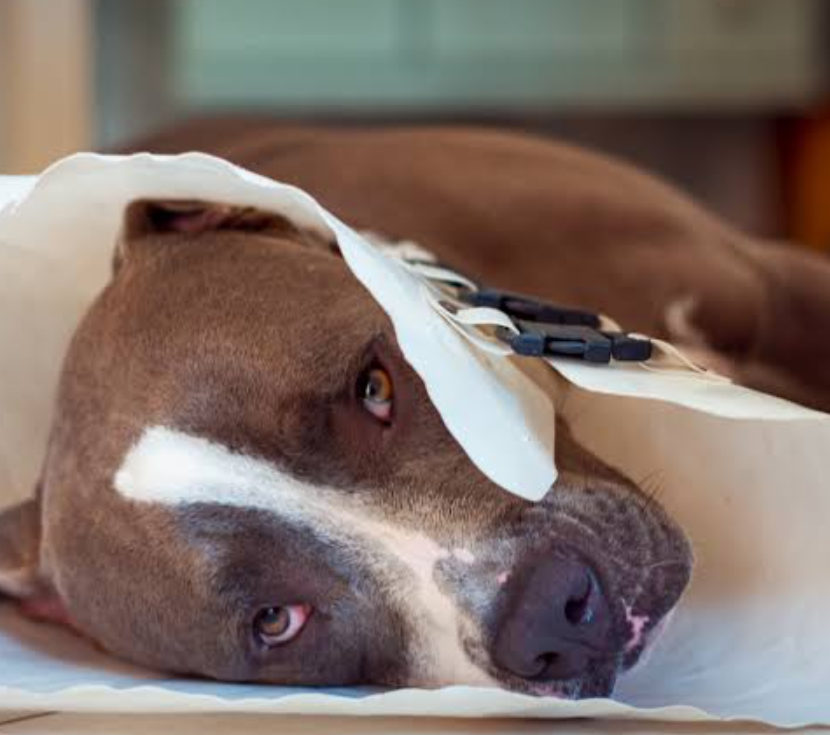 Pet Recovery Collar and Wearable Adaptation Plan