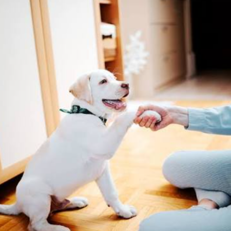 Pet Clicker Training Introduction and Focus Development Plan