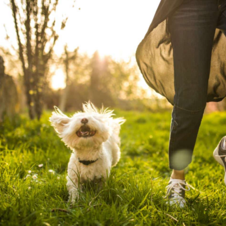 Working Dog and High-Energy Dog Daily Energy Management Plan