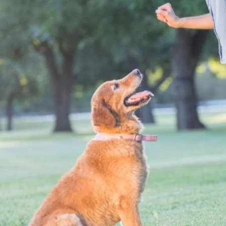 Basic Obedience and Daily Command Response Plan