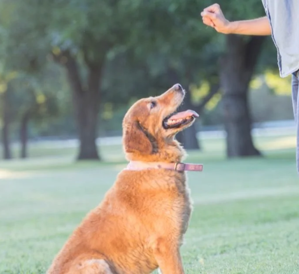 Basic Obedience and Daily Command Response Plan