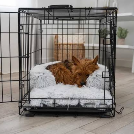 Dog Crate and Independent Space Adaptation Guide