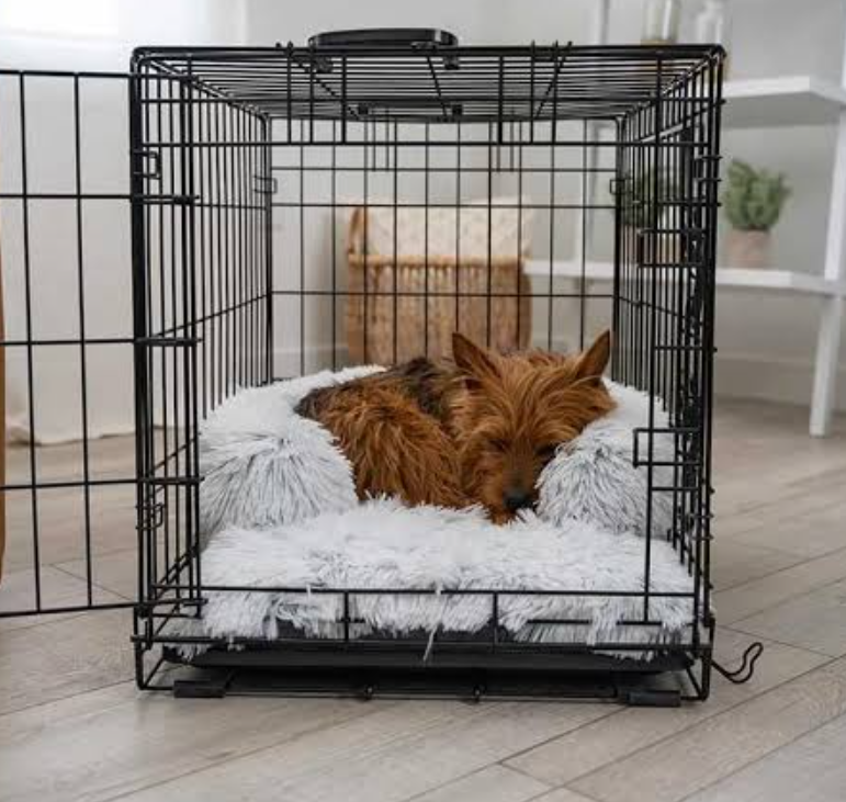 Dog Crate and Independent Space Adaptation Guide