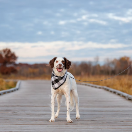 Outdoor Leash Walking and Relaxed Walking Training Plan