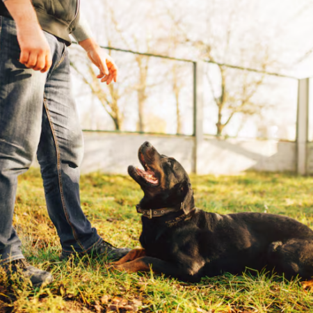 Outdoor Environmental Sensitivity and Focus Training Plan