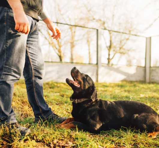 Outdoor Environmental Sensitivity and Focus Training Plan